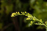 Dixie goldenrod